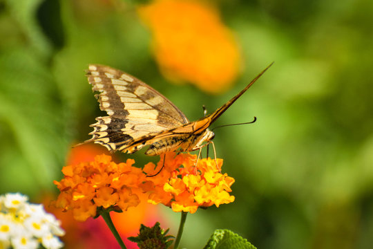Beautiful summer butterfly on the flower