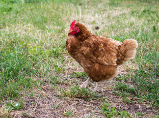 Domestic brown chicken walking in the backyard and eating food.