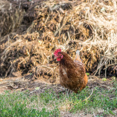 Domestic brown chicken walking in the backyard and eating food.