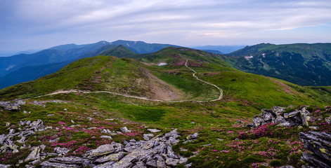 Rhododendron flowers on summer mountain slope