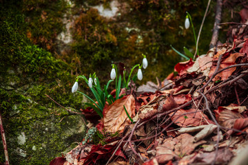 Snowdrops inside of the forest