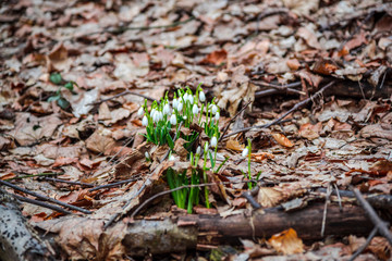 Snowdrops inside of the forest