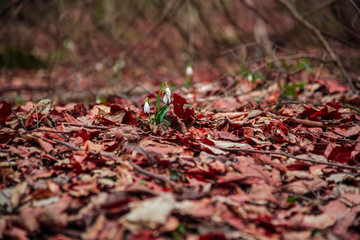 Snowdrops inside of the forest