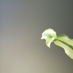 flower on green background