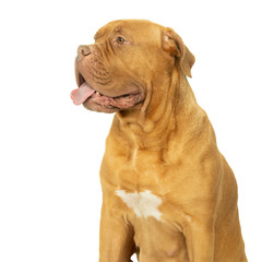 Portrait of the head of an adult Dogue de Bordeaux dog, female isolated on a white background