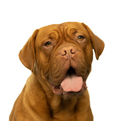 Portrait of the head of an adult Dogue de Bordeaux dog, female isolated on a white background