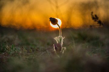 Wild flowers in the field at the springtime
