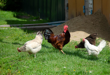 Brown cock with black tail and white hens walk free. Birds close-up. Countryside.