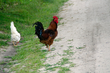 A brown rooster with a black tail and a white hen walk free. Birds close-up. Countryside.