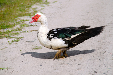 Beautiful white house duck walks free on the grass. Bird close up.Rural areas, agriculture.