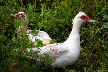 Beautiful white domestic ducks walk free in the thickets of grass. Rural areas, agriculture.