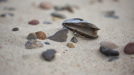 Miesmuschel im Sand