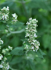 Flowering Melissa flowers