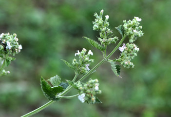 Flowering Melissa flowers