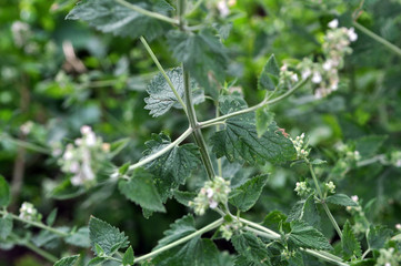 Flowering Melissa flowers