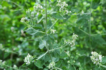 Flowering Melissa flowers