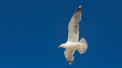 Möwe im Flug