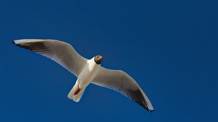 Lachmöwe im Flug