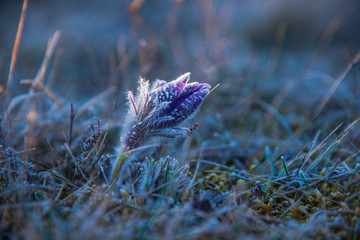 Springtime on the field