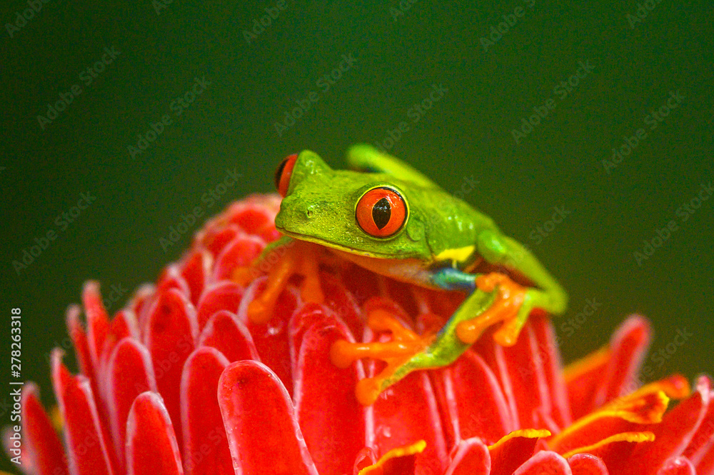 Canvas Prints red-eyed tree frog, agalychnis callidryas, sitting on the green leave in tropical forest in costa ri