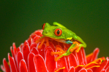 Red-eyed Tree Frog, Agalychnis callidryas, sitting on the green leave in tropical forest in Costa...