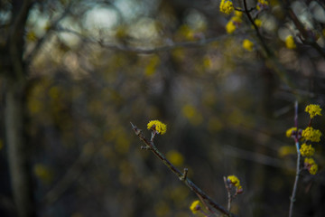 Springtime on the field