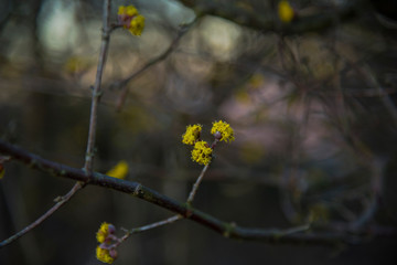 Springtime on the field