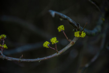 Springtime on the field