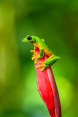 Red-eyed Tree Frog, Agalychnis callidryas, sitting on the green leave in tropical forest in Costa Rica.