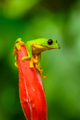 Red-eyed Tree Frog, Agalychnis callidryas, sitting on the green leave in tropical forest in Costa Rica.