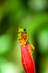 Red-eyed Tree Frog, Agalychnis callidryas, sitting on the green leave in tropical forest in Costa Rica.