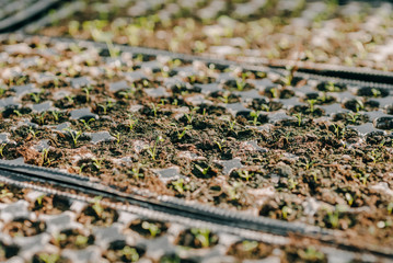 Fototapeta premium Close up of Flower and Vegetable Seedings in Greenhouse