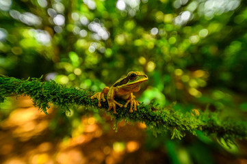 Red-eyed Tree Frog, Agalychnis callidryas, sitting on the green leave in tropical forest in Costa Rica.