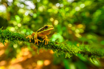 Red-eyed Tree Frog, Agalychnis callidryas, sitting on the green leave in tropical forest in Costa Rica.