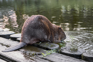 Big beaver in a river gnawing on a branch. Latvia, Riga