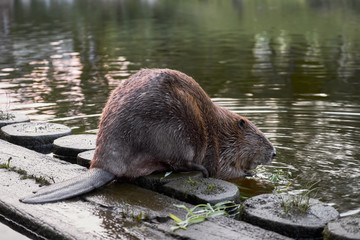 Big beaver in a river gnawing on a branch. Latvia, Riga - obrazy, fototapety, plakaty