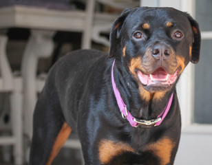 rottweiler / dog 