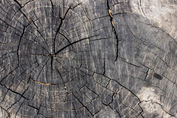 Fototapeta premium cut of the trunk of an old dry tree