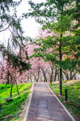 Fototapeta premium landscape in Timisoara at the springtime