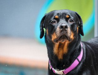 Obraz premium rottweiler / portrait of a dog 