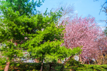 Timisoara city at the springtime, Romania