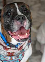 portrait of a boxer dog