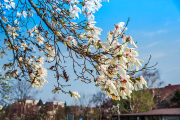 Timisoara city at the springtime, Romania