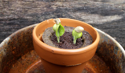 kürbispflanzen anzucht