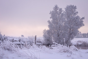 Scenic winter. Snowy winter. Christmas background. Beautiful winter scene. Hoarfrost on plants and trees. Frosty winter morning
