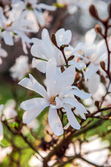 Flowers at the springtime