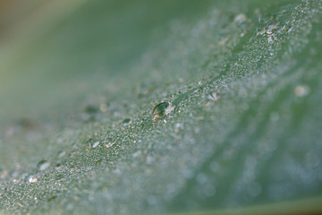 Water drops on a green leaf in a garden