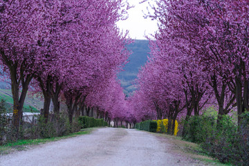 Obraz premium Wild cherry flowers tyrees