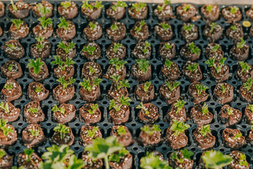 Close up of Flower and Vegetable Seedings in Greenhouse
