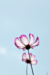 close-up of pink cosmos in full blooming